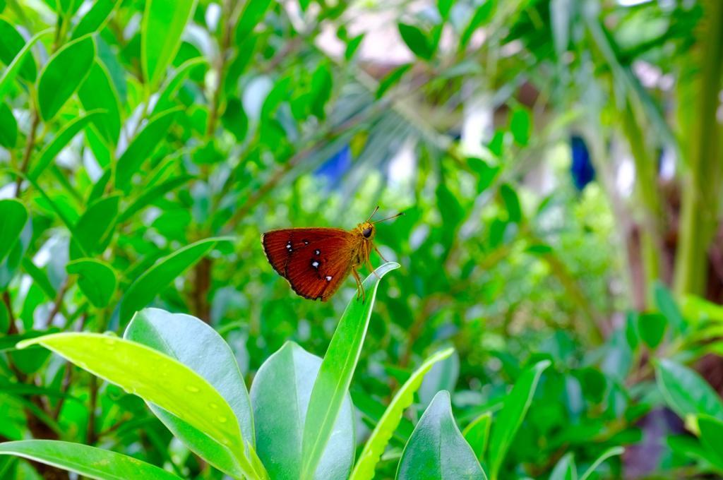 The Nature House Aonang Krabi Thailand Ao Nang 외부 사진