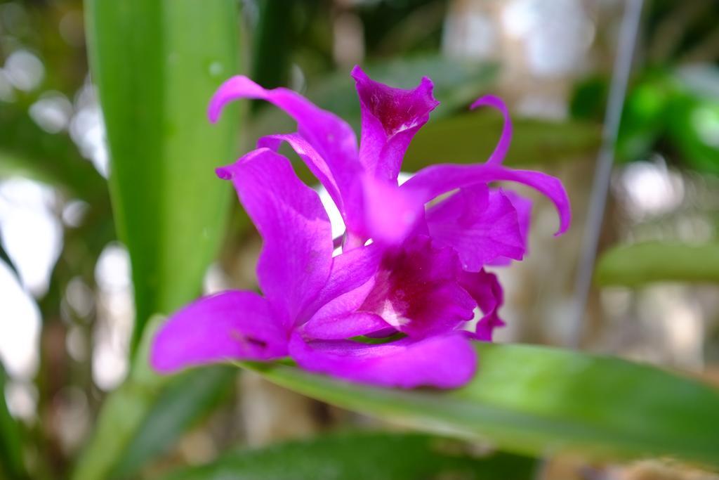 The Nature House Aonang Krabi Thailand Ao Nang 외부 사진